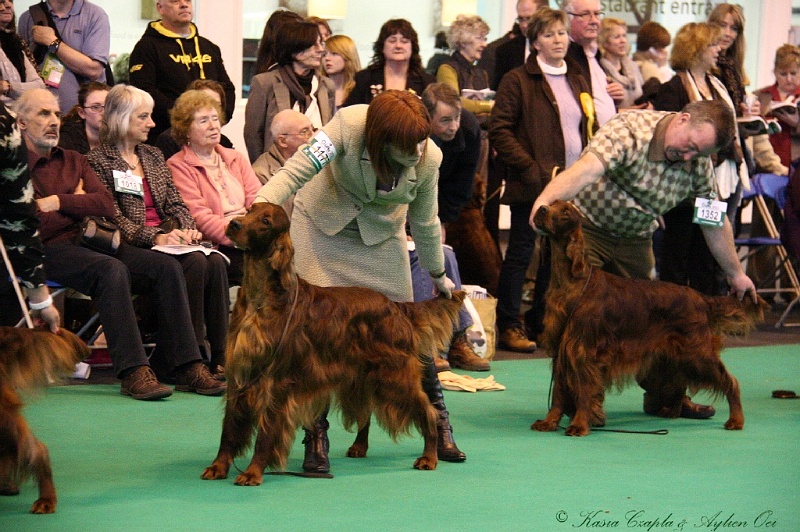 Crufts2011_2 062.jpg